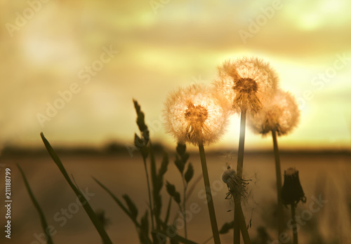 Group of dandelions by the river against the sunset background