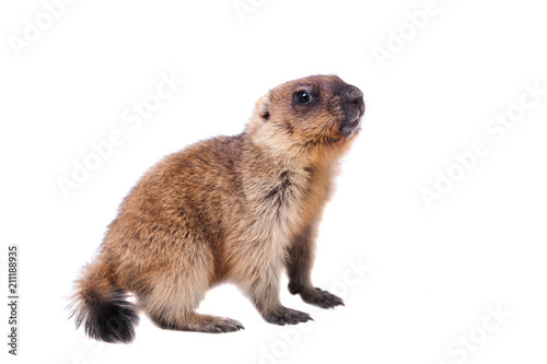 The bobak marmot cub on white
