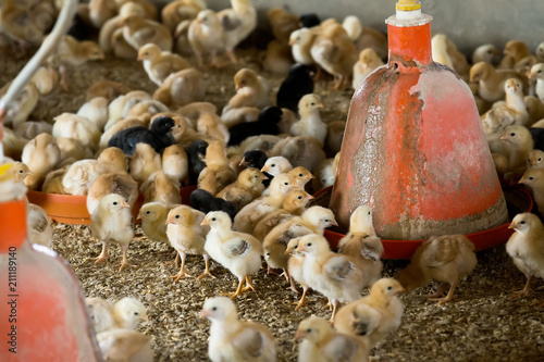 Fluffy baby chickens on poultry farmhouse. photo