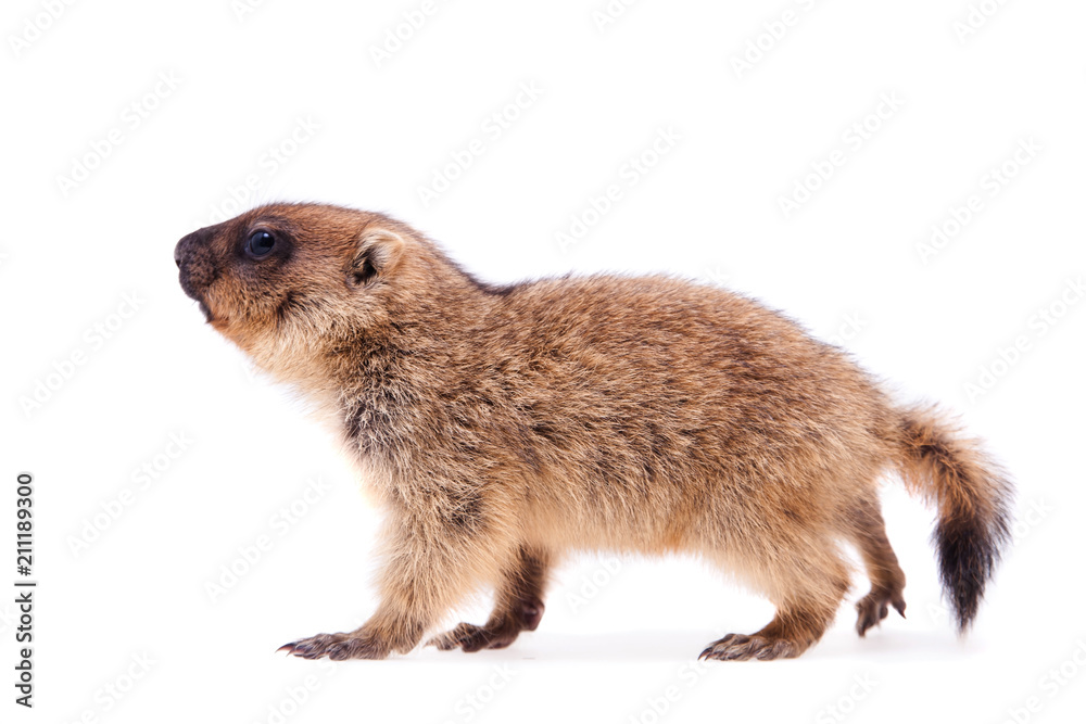 The bobak marmot cub on white The bobak marmot cub on white