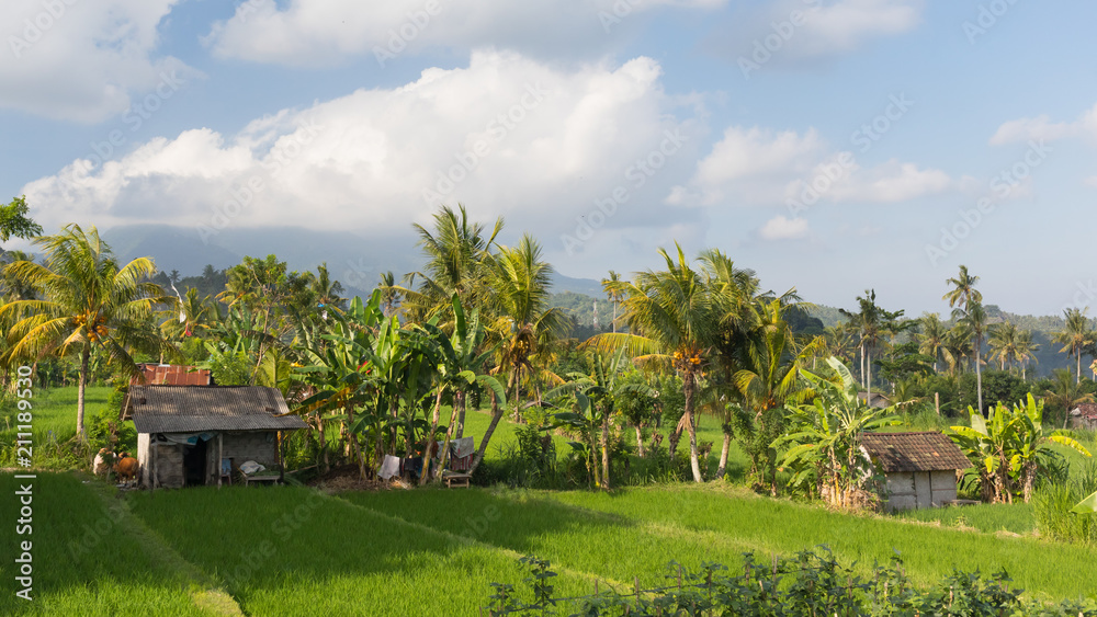 Rice plantations in rural areas of the island of Bali at sunset Rice plantations in rural areas of the island of Bali at sunset