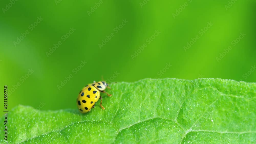 Ladybug in the grass