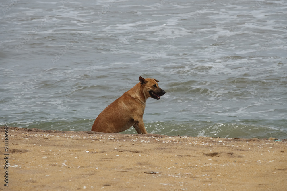 A dog sits on a sandy ocean beach. The coast of Sri Lanka