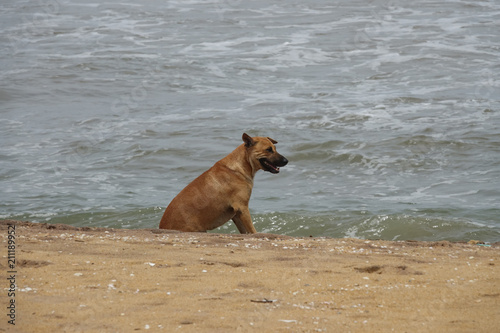 A dog sits on a sandy ocean beach. The coast of Sri Lanka