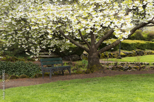 White Flowering Tree in Garden (171940FTGND8RF)