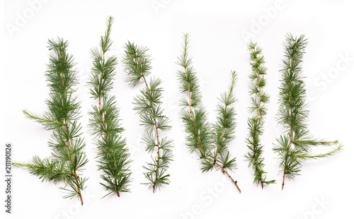floral branches of larch with needles on the background isolated