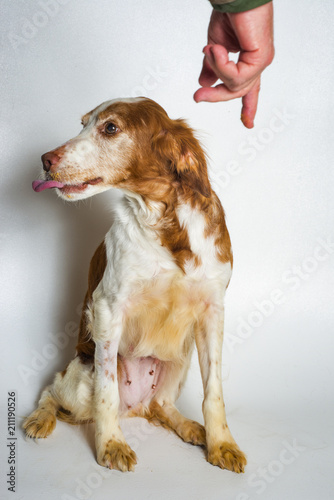 Dog Being Defiant Disobeying (171797ANND8RF)