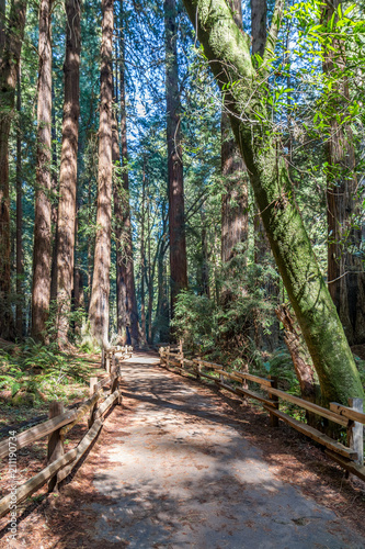 A Fence-Line Path With Tall Leaning Moss-covered Tree in Muir Woods, California