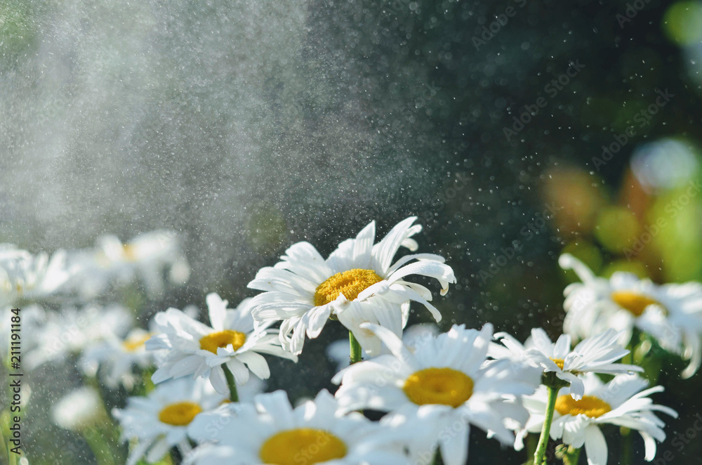 Flowers of chamomile under rain drizzle with water drops