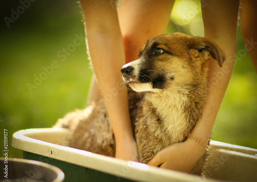 kids hand wasing puppy in bathtub close up photo on summer garden background photo