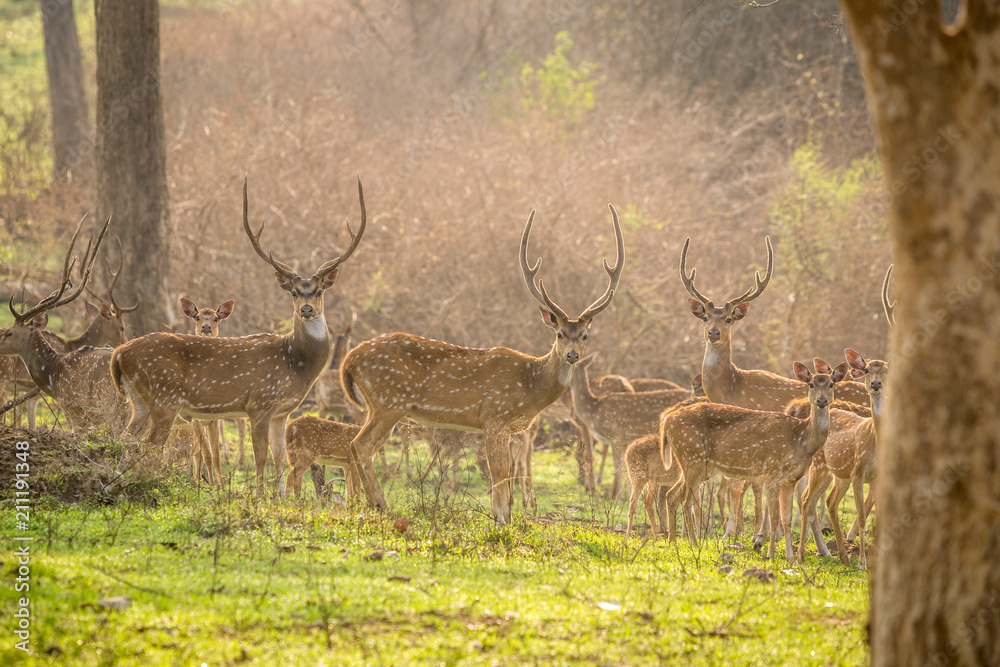 Fototapeta premium Group of deer at the forest, Bandipur National Park, Karnakata, India