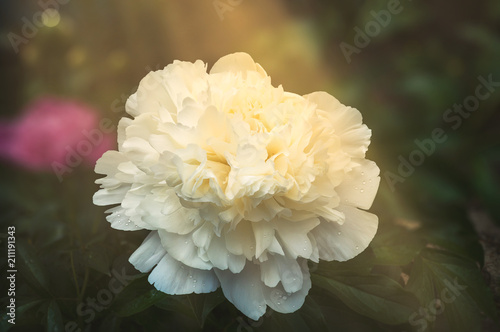 Large white peony during active blossoming against the background of other plants, degradation of a background and toning.