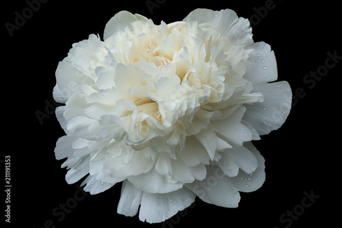 The white peony with a large number of petals and drops of water isolated on a black background.