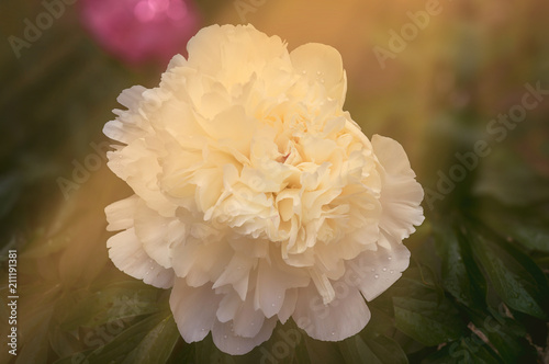 The blossoming white peony in a garden against the background of other plants in sunny day.
