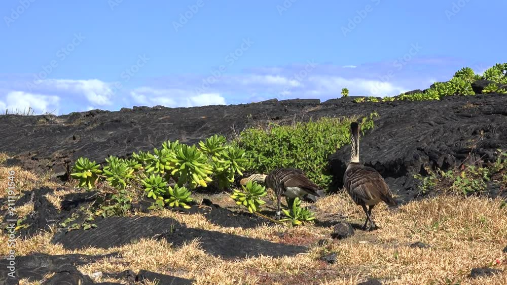 Hawaiian goose or Nene eats leafs on lava rocks - Hawaii