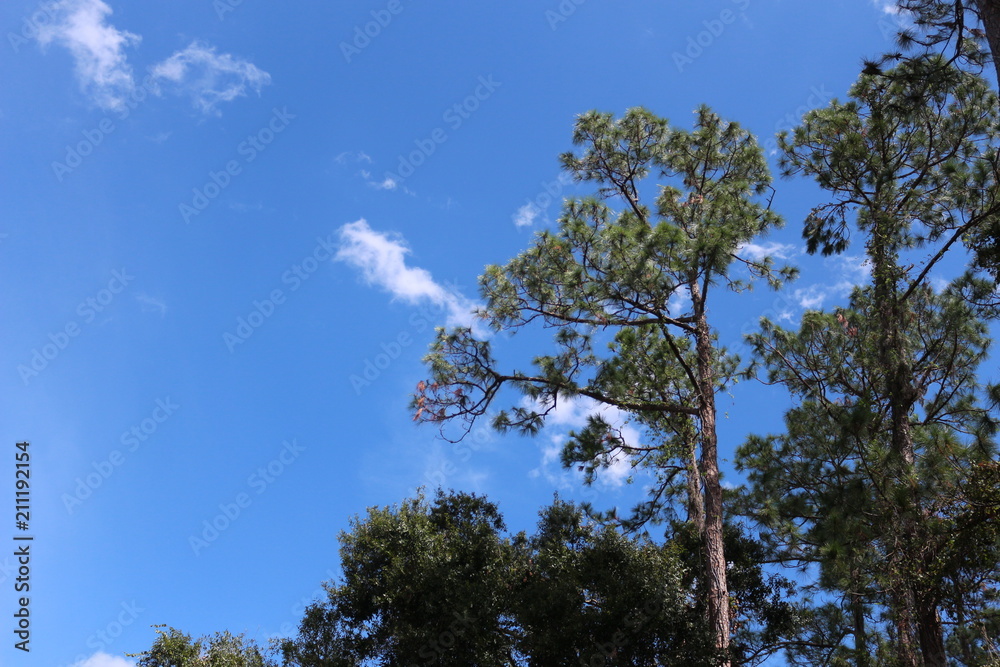 Great Outdoors Looking Up Great Outdoors Looking Up