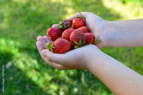 A handful of strawberries in children's hands, ripe berries, harvest, treats.