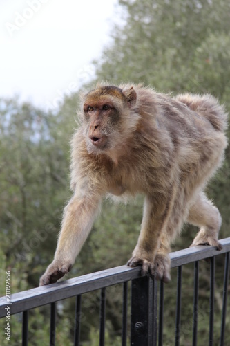 Closeup of monkey on balustrade © Erik