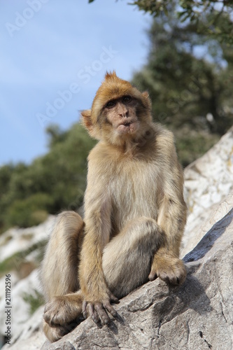 Monkey sitting on a rock  Gibraltar 