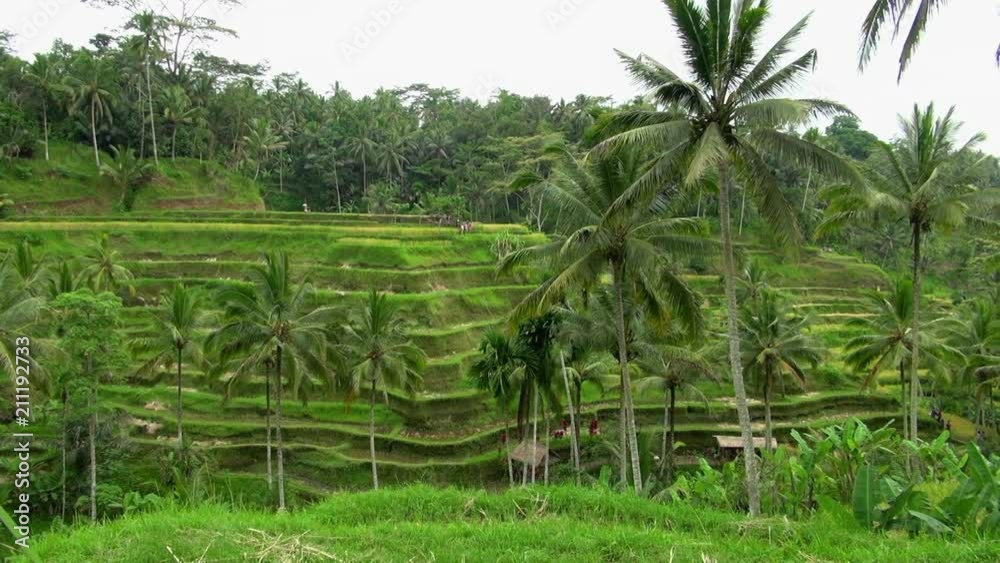Pan: Lush Tegalalang Rice Terraces In Ubud Bali Pan: Lush Tegalalang Rice Terraces In Ubud Bali