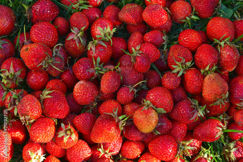 A bunch of strawberries, ripe red berries, harvest