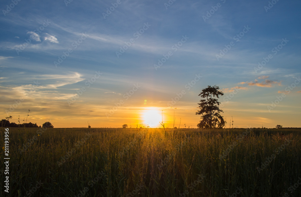 sunset with tree in the field