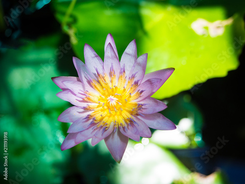 Close-up of lotus flower with green leaves