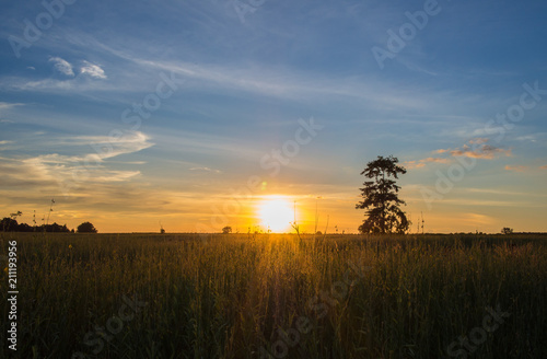 sunset with tree in the field