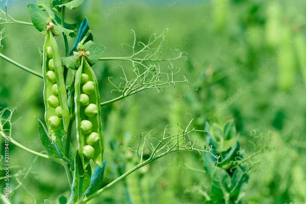Beautiful close up of green fresh peas and pea pods. Healthy food. Selective focus on fresh bright green pea pods on a pea plants in a garden. Growing peas outdoors and blurred background. - obrazy, fototapety, plakaty 