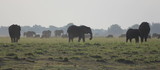 Elephants on the African Savannah
