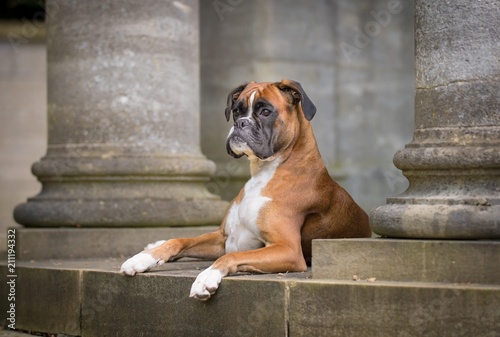 Eine angemessene Location für einen Boxer