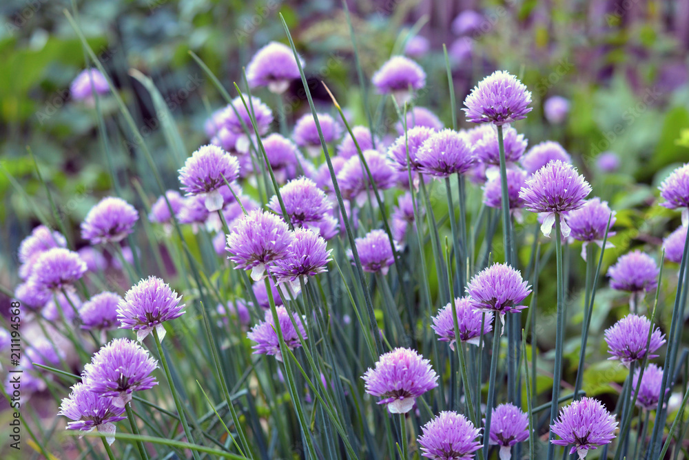 Obraz premium Lilac flowers, blooming onions