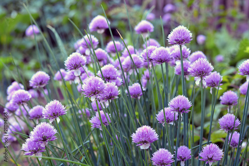 Lilac flowers  blooming onions