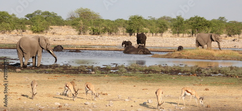 Elephants and impalas at a water hole in Etosha national park