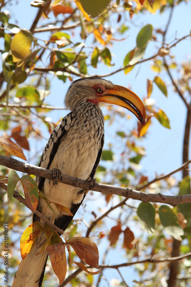 Obraz premium Yellow-billed Hornbill sitting on a tree