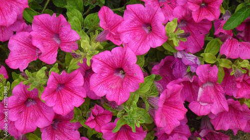 Purple petunia flowers close-up background