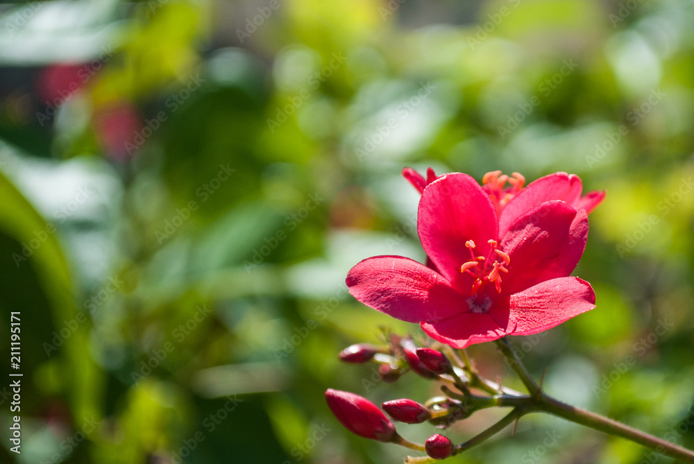 A simple shot of a beautiful red flower that has open petals under the summer sun. The leafy background is deliberately out of focus to allow text and to draw attention to the blossom