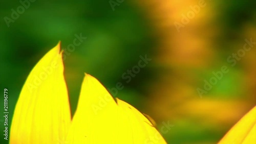 Wallpaper Mural Focus out: Sunflowers in Wind: Italy Torontodigital.ca