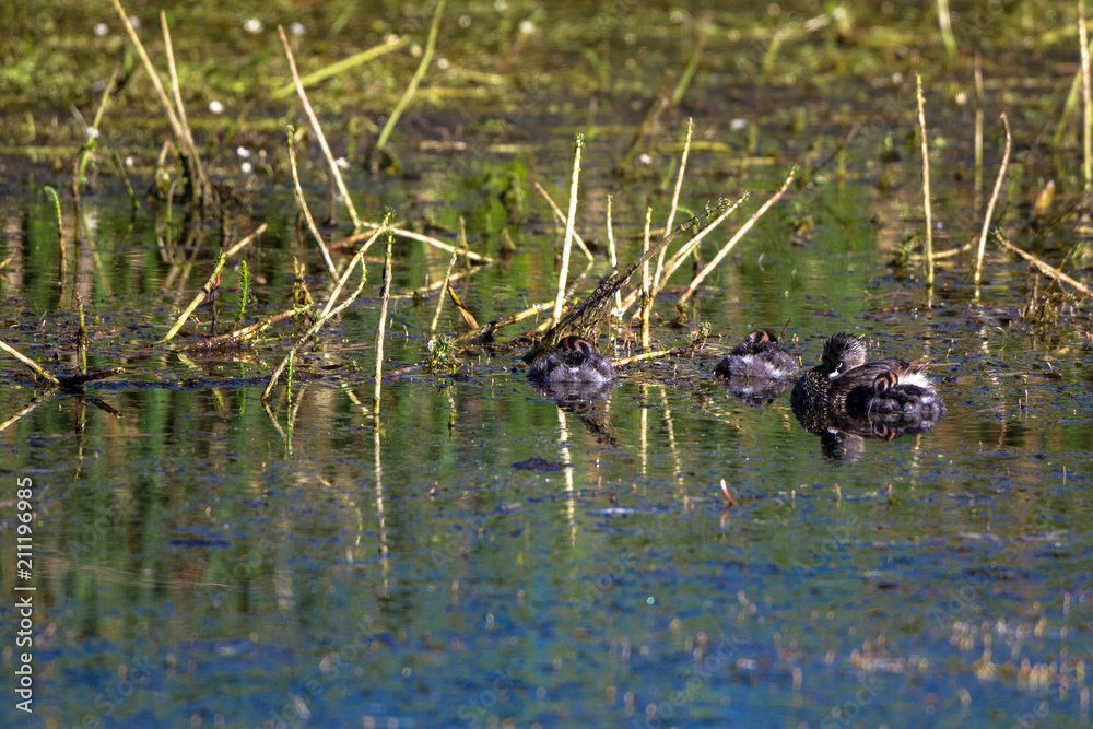 Mother Pied-billed Grebe and three chicks in the marsh at Alamosa National Wildlife Refuge in southern Colorado Mother Pied-billed Grebe and three chicks in the marsh at Alamosa National Wildlife Refuge in southern Colorado