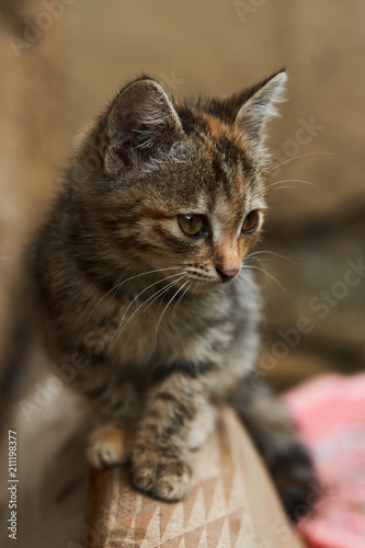 Wallpaper Mural Little playing kitten, outdoors. Playful gray kitten Torontodigital.ca