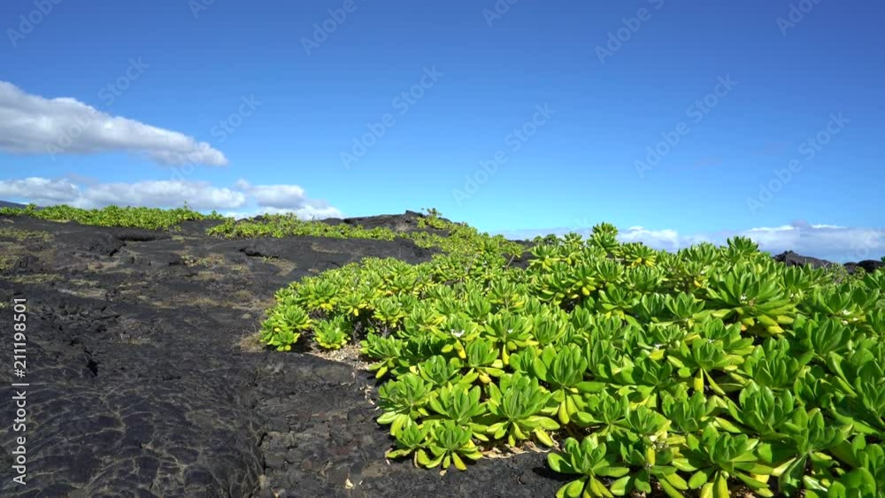 Barren landscape. Lava rocks with a green bush - Hawaii Barren landscape. Lava rocks with a green bush - Hawaii