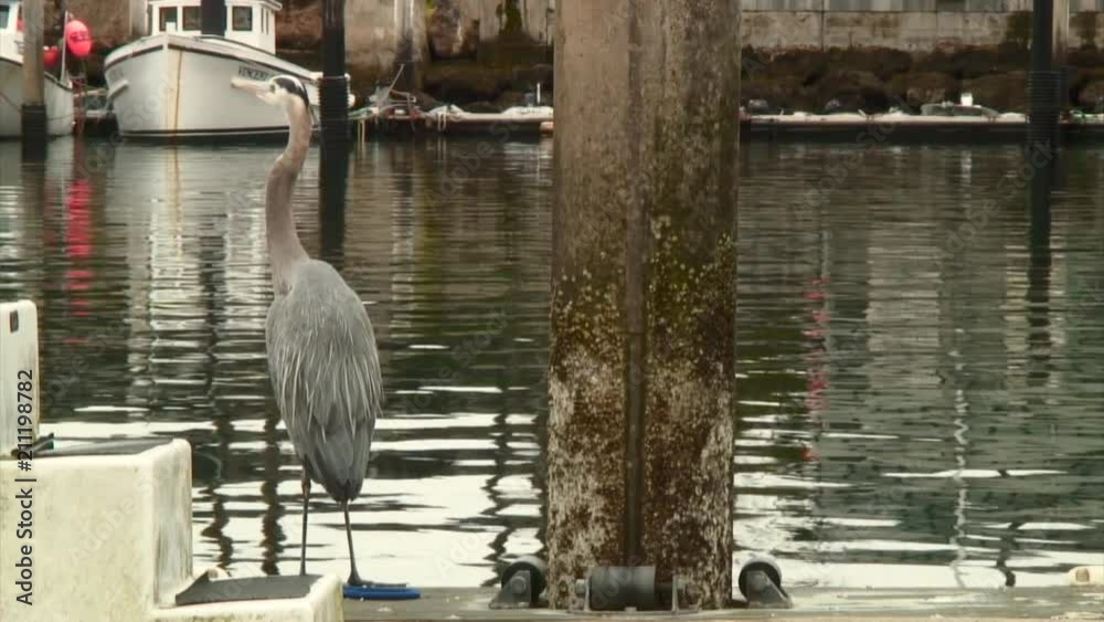 Beautiful View of a Great Egret, Santa Barbara Beautiful View of a Great Egret, Santa Barbara