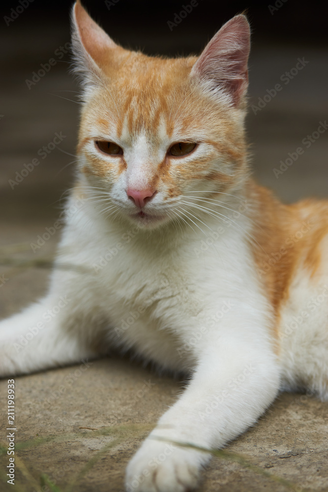Portrait of a red cat, close-up. Beautiful Ginger cat, outdoors Portrait of a red cat, close-up. Beautiful Ginger cat, outdoors