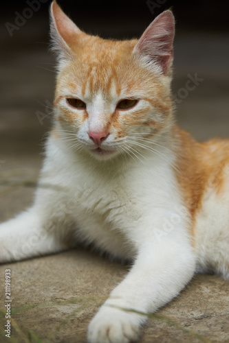 Portrait of a red cat, close-up. Beautiful Ginger cat, outdoors  © Gecko Studio