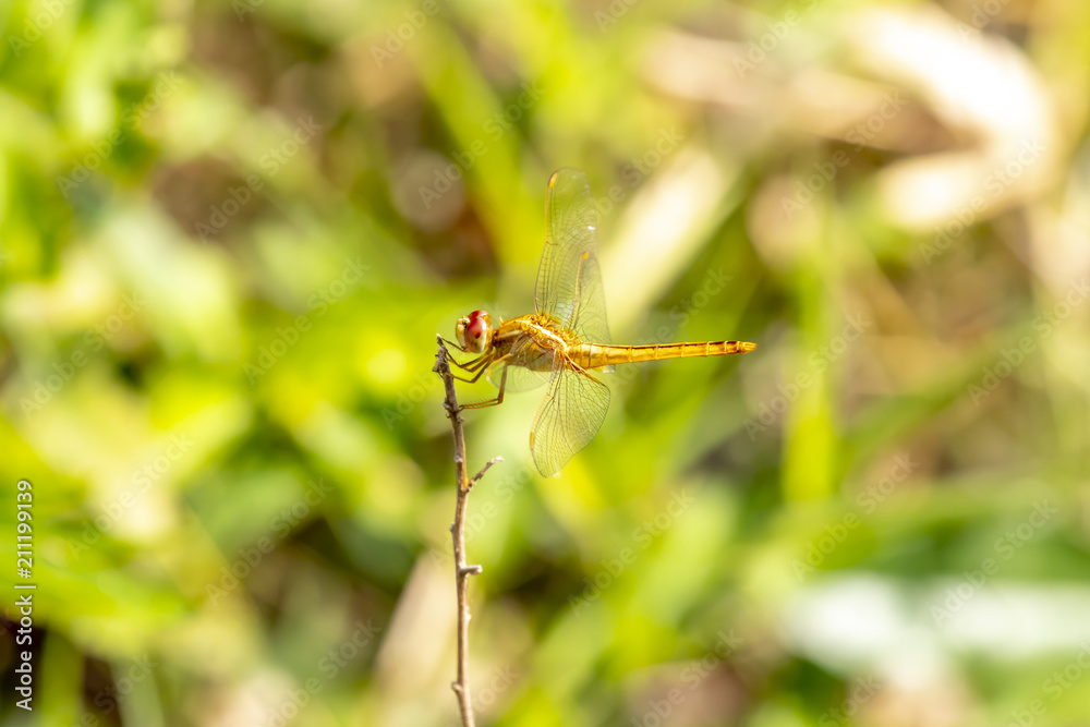 Dragonfly in the nature. Dragonfly rest on dry branches Dragonfly in the nature. Dragonfly rest on dry branches