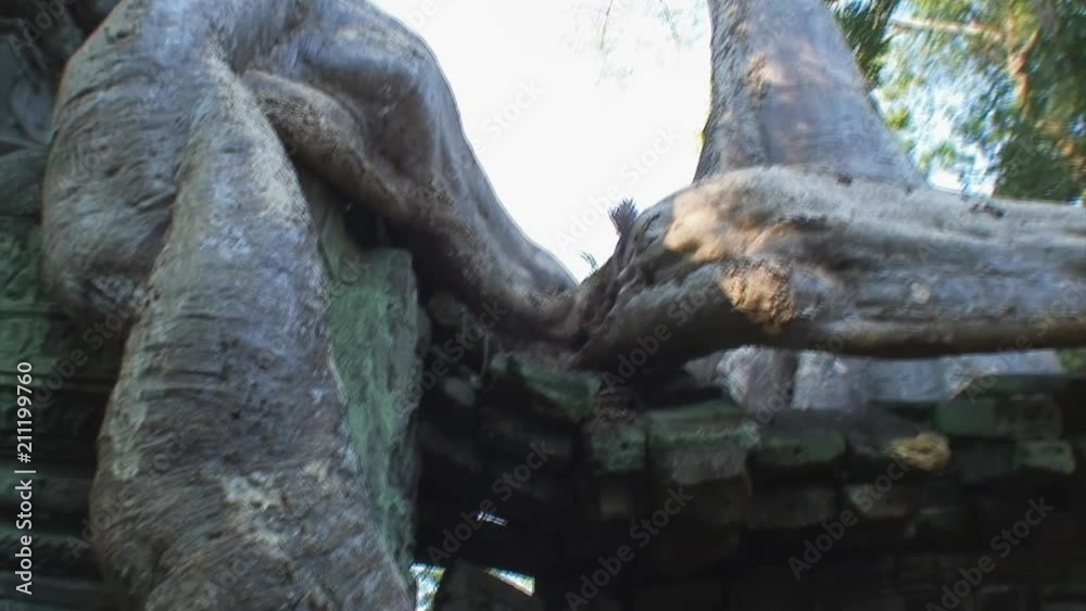 Close-Up: Large Tree Roots Draping a Temple Close-Up: Large Tree Roots Draping a Temple