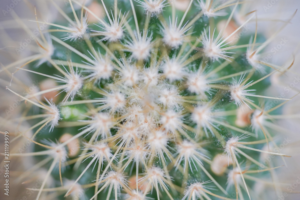 Macro closeup of small cactus for background Macro closeup of small cactus for background