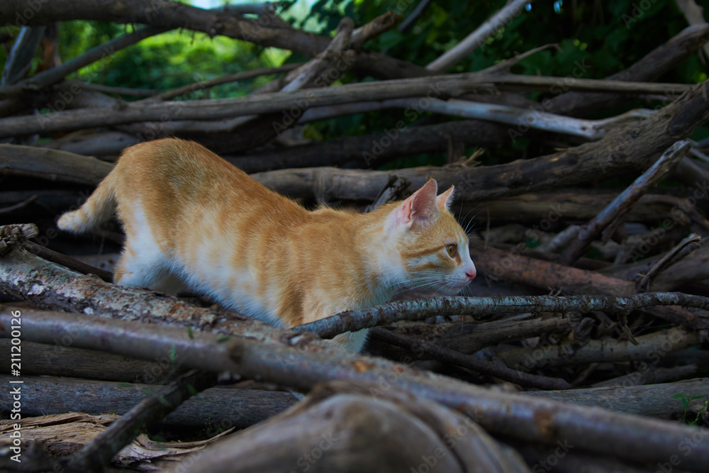 Little playing kitten, outdoors. Playful kitten hunting on a tree Little playing kitten, outdoors. Playful kitten hunting on a tree