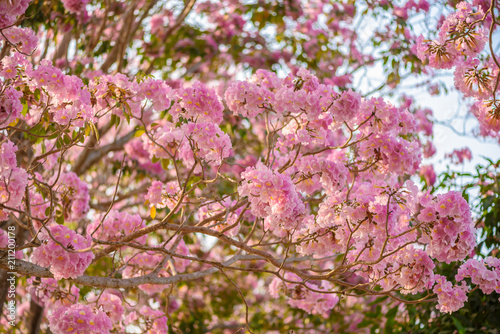 Tabebuia rosea is a Pink Flower neotropical tree