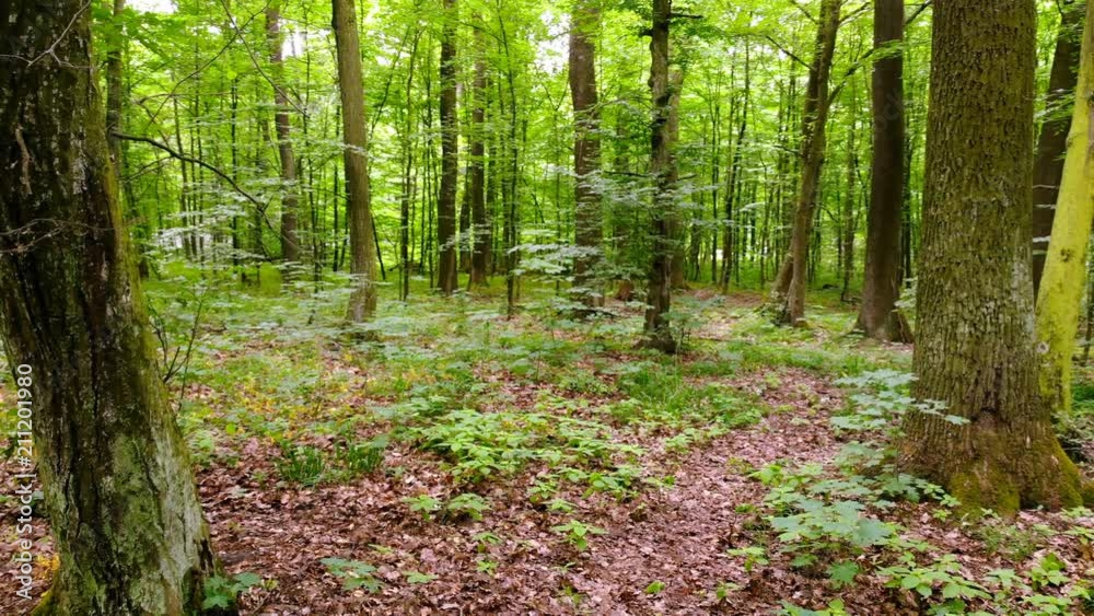 Movement of the camera inside the forest. Young spring forest with green foliage in a bright warm day. Movement of the camera inside the forest. Young spring forest with green foliage in a bright warm day.